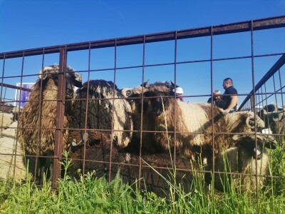 Stočna pijaca u Sarajevu