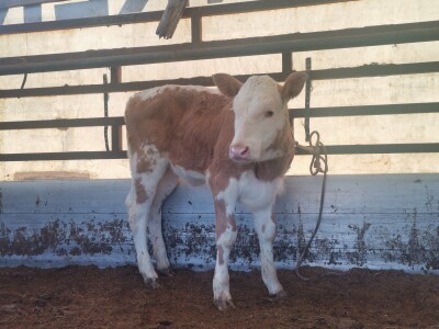 Stočna pijaca u Sarajevu