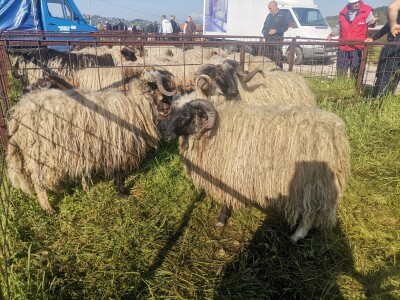 Stočna pijaca u Sarajevu