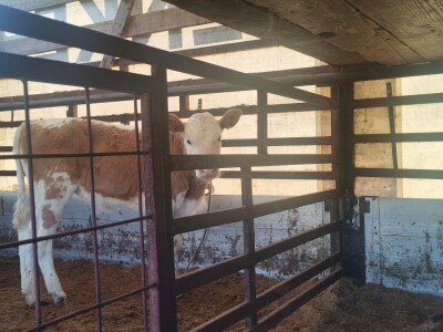 Stočna pijaca u Sarajevu