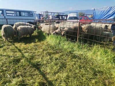 Stočna pijaca u Sarajevu