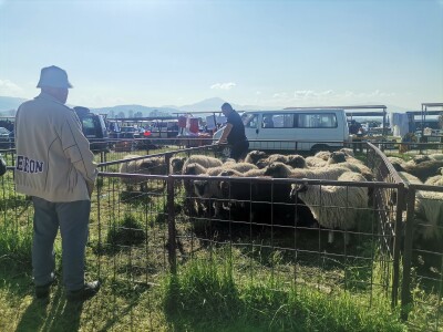 Stočna pijaca u Sarajevu