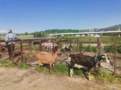 Stočna pijaca u Sarajevu