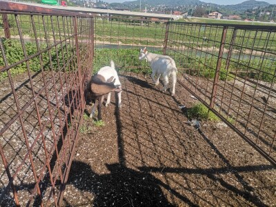 Stočna pijaca u Sarajevu