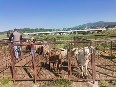 Stočna pijaca u Sarajevu