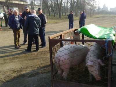 Prošla sezona tovljenika