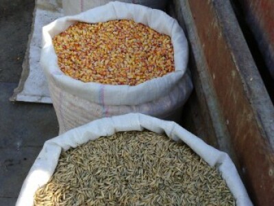 Zob, kukuruz, pšenica