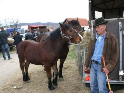 Konji na stočnom sajmu u Cetingradu