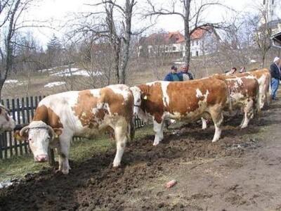 Ponuda krava na stočnom sajmu u Cetingradu Ponuda krava na stočnom sajmu u Cetingradu