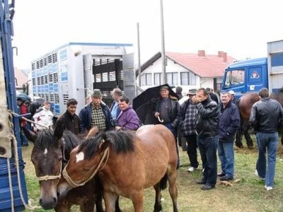 Ponuda konja na stočnom sajmu u Cetingradu