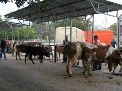 Detalj stočnog sajma u Zadvarju u Zabiokovlju Detalj stočnog sajma u Zadvarju u Zabiokovlju