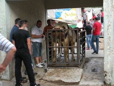 Stočni sajam u Zadvarju (detalj) Stočni sajam u Zadvarju (detalj)