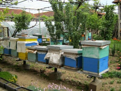 Stojan Veljković ima 61 godinu staža u pčelarstvu