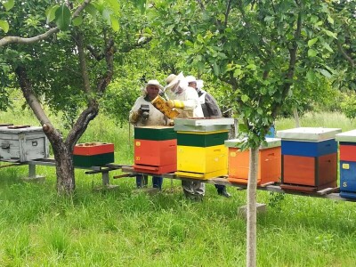 Stojan Veljković ima 61 godinu staža u pčelarstvu