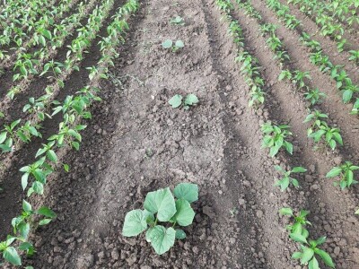 Stojana i Srba Stojana i Srba