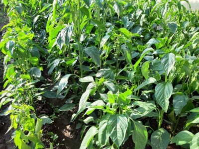 Stojana i Srba Stojana i Srba