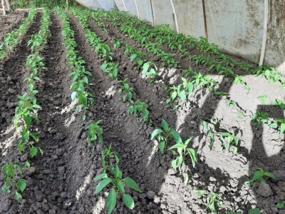 Stojana i Srba Stojana i Srba