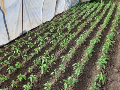 Stojana i Srba Stojana i Srba