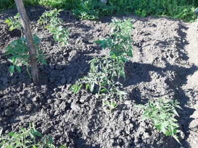 Stojana i Srba Stojana i Srba