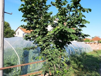 Stojana i Srba Stojana i Srba