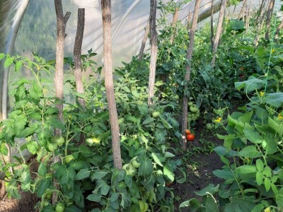 Stojana i Srba Stojana i Srba