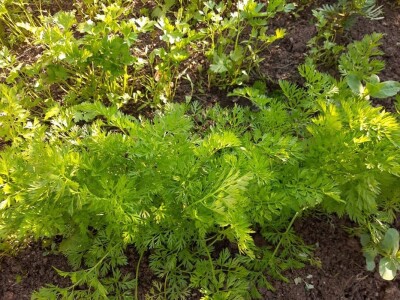 Stojana i Srba Stojana i Srba