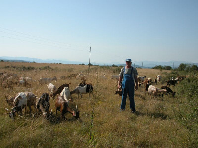 Stojić i njegovo stado koza
