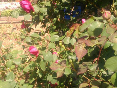 Stolačke đakonije Stolačke đakonije