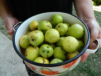 Stoletna jabuka kao uspomena na pretke