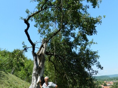 Stoletna jabuka kao uspomena na pretke