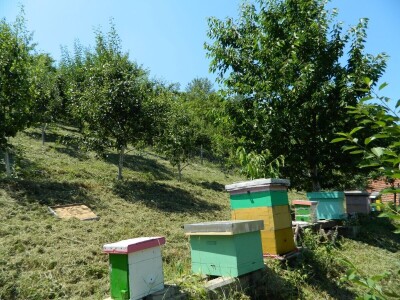 Stoljetna jabuka kao uspomena na pretke