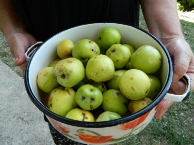 Stoljetna jabuka kao uspomena na pretke