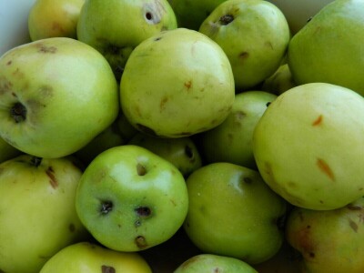 Stoljetna jabuka kao uspomena na pretke