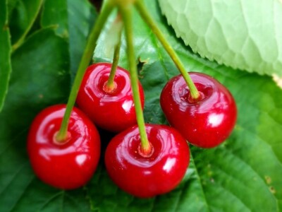 Stoljetna tradicija na OPG-u Vušković