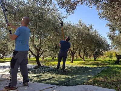 Stoljetna tradicija na OPG-u Vušković