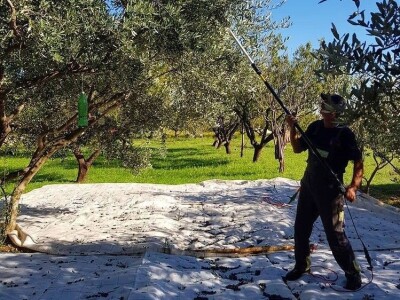 Stoljetna tradicija na OPG-u Vušković