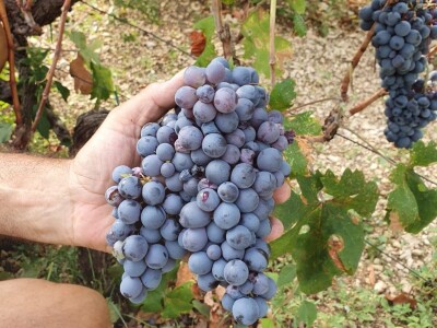 Stoljetna tradicija na OPG-u Vušković