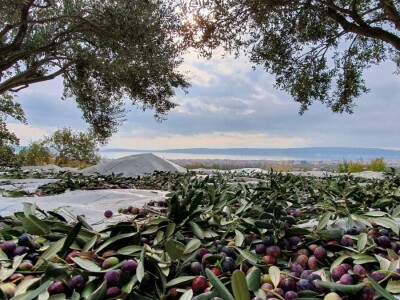 Stoljetna tradicija na OPG-u Vušković