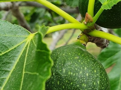 Stoljetna tradicija na OPG-u Vušković