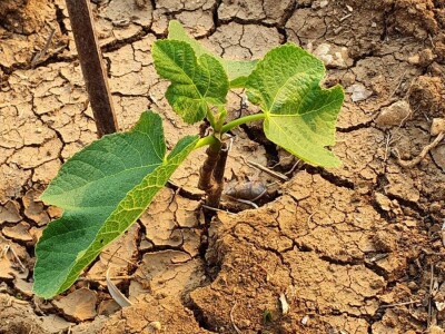 Stoljetna tradicija na OPG-u Vušković