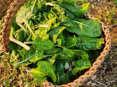 Stoljetna tradicija na OPG-u Vušković