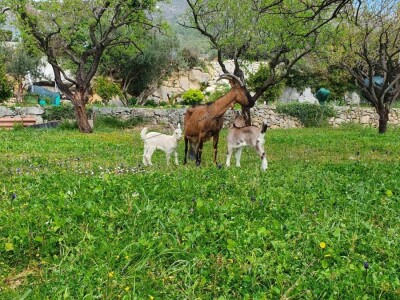 Stoljetna tradicija na OPG-u Vušković
