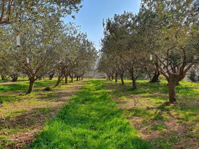 Stoljetna tradicija na OPG-u Vušković