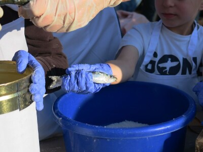 Stoljetna tradicija soljenja srdela