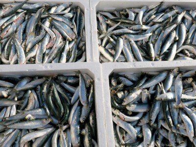 Stoljetna tradicija soljenja srdela