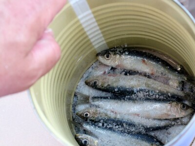 Stoljetna tradicija soljenja srdela