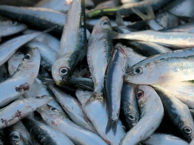 Stoljetna tradicija soljenja srdela