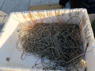 Stoljetna tradicija soljenja srdela