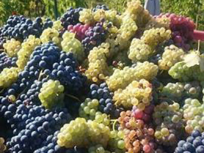 U vinogradu obitelji Mate Višića