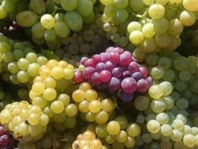 Živkovići su prodali sve stolno grožđe